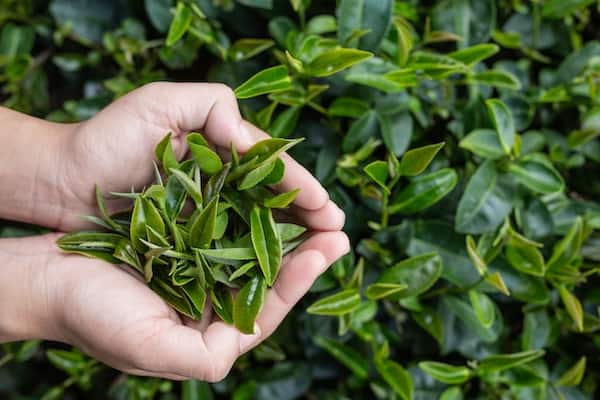 wholesale tea