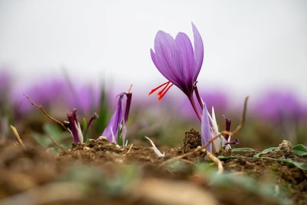 type of saffron