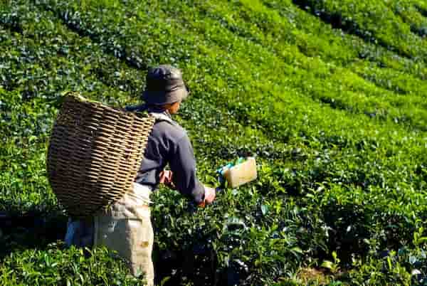 How is tea harvested