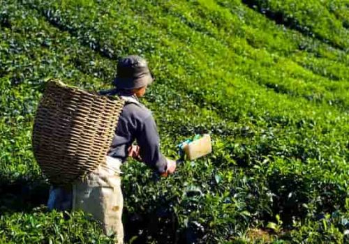 How is tea harvested