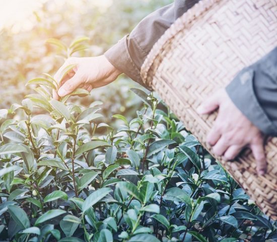 Man harvest / pick fresh green tea leaves at high land tea field in Chiang Mai Thailand - local people with agriculture in high land nature concept