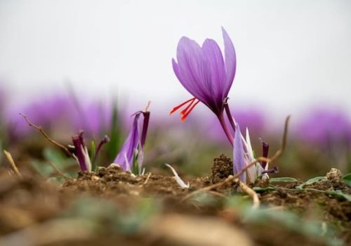 type of saffron